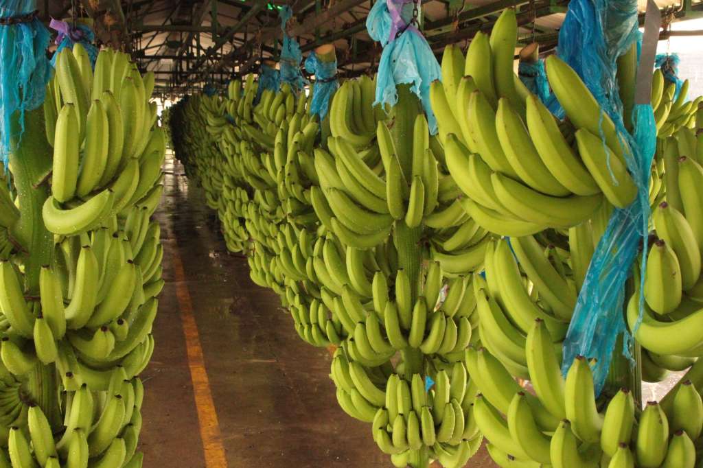 Los bananeros enviaron dos millones de toneladas en 2024 y las divisas que llegaron a Colombia fueron por USD 1.026 millones.