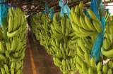 Banano colombiano rompió récord de exportaciones y crecimiento en 2025: este es el panorama