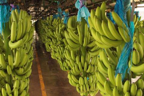 Banano colombiano rompió récord de exportaciones y crecimiento en 2025: este es el panorama