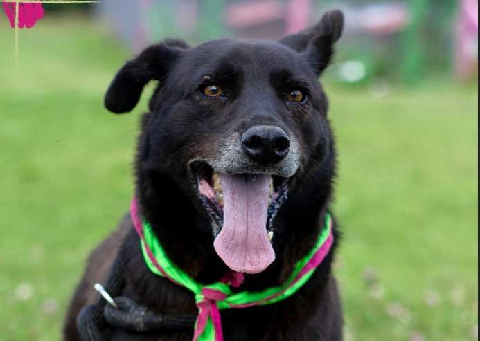 “Nos estamos quedando sin comida”: fundación que cuida a más 150 animales pide ayuda