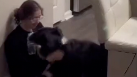 Comportamientos como este son característicos de perros entrenados.