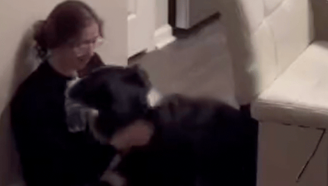 (Video) Perrito le lleva medicamentos a su dueña enferma y la salva de un desmayo
