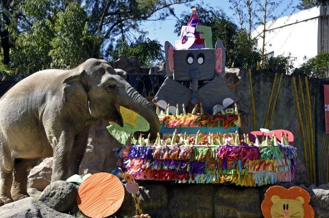 Trompita, la elefanta que celebra 57 años con pastel de frutas en Guatemala