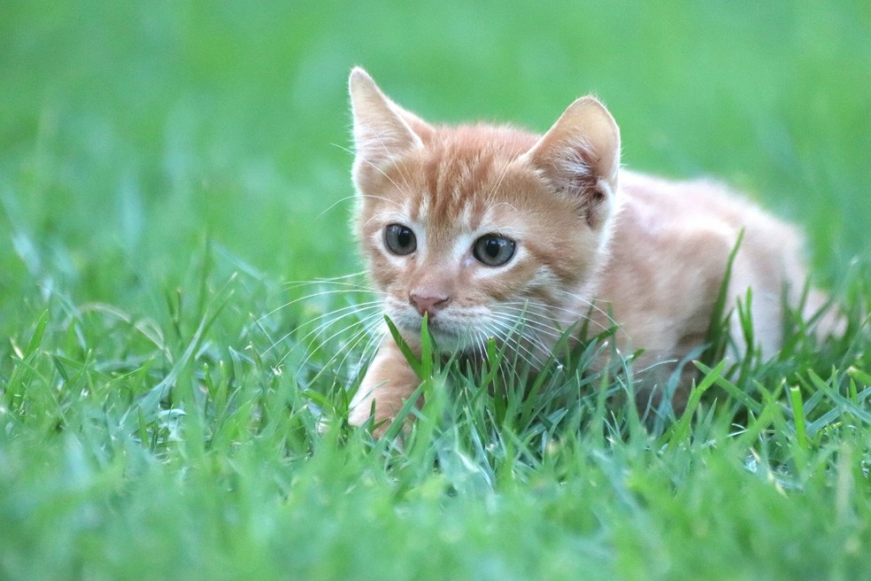 La habilidad de los gatos para cazar animales puede amenazar la supervivencia de diferentes especies.