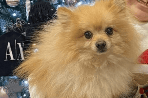 Ladrones devuelven un perrito robado tras la angustia de una niña con discapacidad