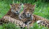 Conocer el árbol genealógico de los jaguares podría salvarlos de la extinción
