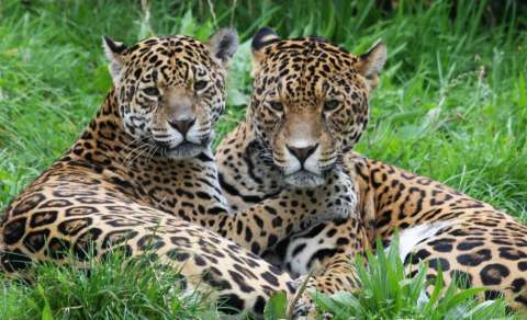 Conocer el árbol genealógico de los jaguares podría salvarlos de la extinción