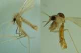 Identifican ocho especies de insectos vectores de leishmaniasis en la Amazonia colombiana
