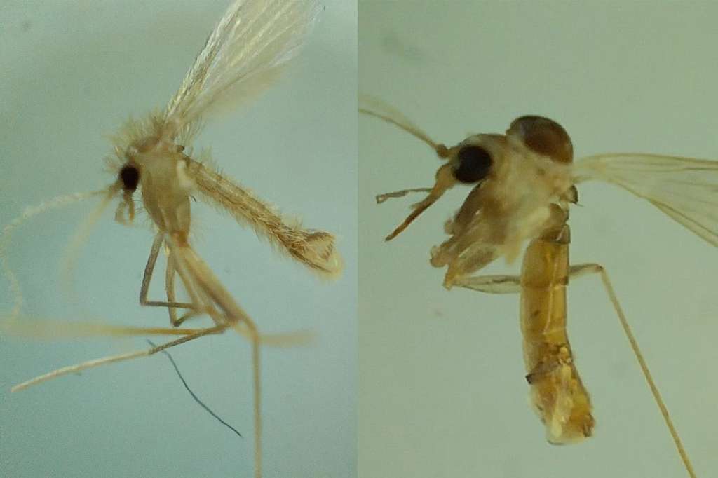 Para clasificar a los insectos, los investigadores diseccionaron sus segmentos abdominales y cabeza. Durante este procedimiento, los ejemplares se sumergen en un líquido preservante y se analizan sus características.