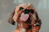 ¿Por qué mi perro se lame las patas?
