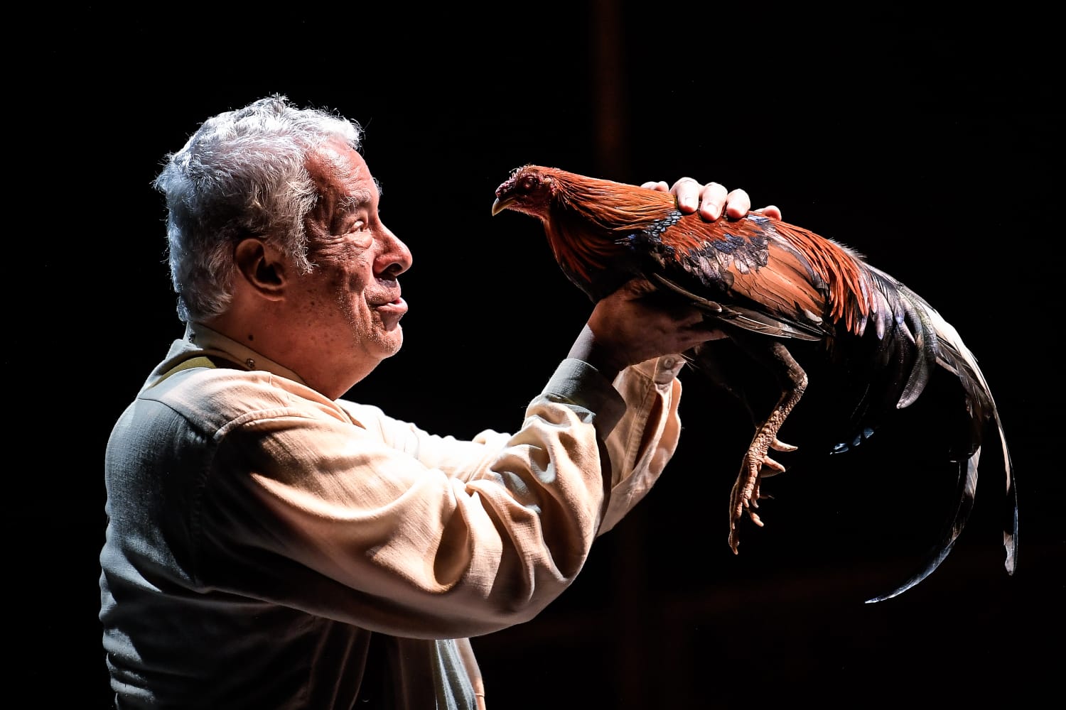 Puesta en escena de “El coronel no tiene quien le escriba”. En la imagen, el coronel, interpretado por Germán Jaramillo, sosteniendo a un gallo. El animal vive desde hace ocho meses con el actor.