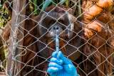 Zoológico de Chile inicia vacunación contra COVID-19 en animales