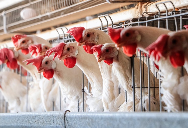 Pollo y cerdo: ¿qué hace falta para que Colombia se convierta en exportador?