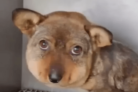 La cabeza hinchada de este perro reveló un terrible caso de maltrato animal
