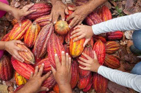 Cacao y lácteos: el enfoque empresarial para el desarrollo territorial