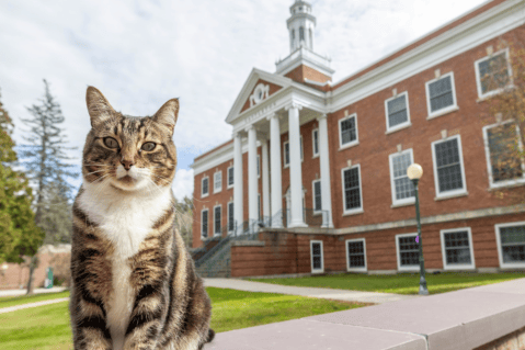 Max, el gato que recibió un doctorado honorífico en una prestigiosa universidad