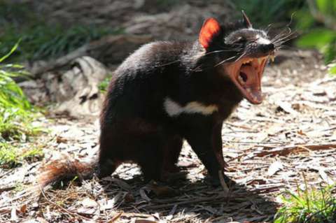 Comienzan las pruebas de una peculiar vacuna contra el cáncer del demonio de Tasmania