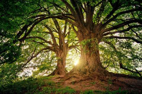 En febrero llega la ‘Carrera Verde’ por la conservación de bosques y agua en Colombia