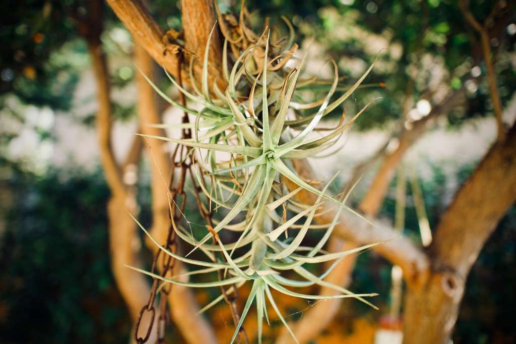 Este tipo de plantas sobreviven sin tierra, ya que obtienen sus nutrientes del aire o del agua lluvia.