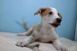 Antony, el perro argentino clonado