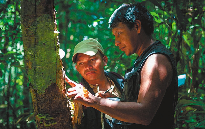 Indígenas muruis revisando los bosques amazónicos. / Cortesía de Ankasi - Camilo Salazar