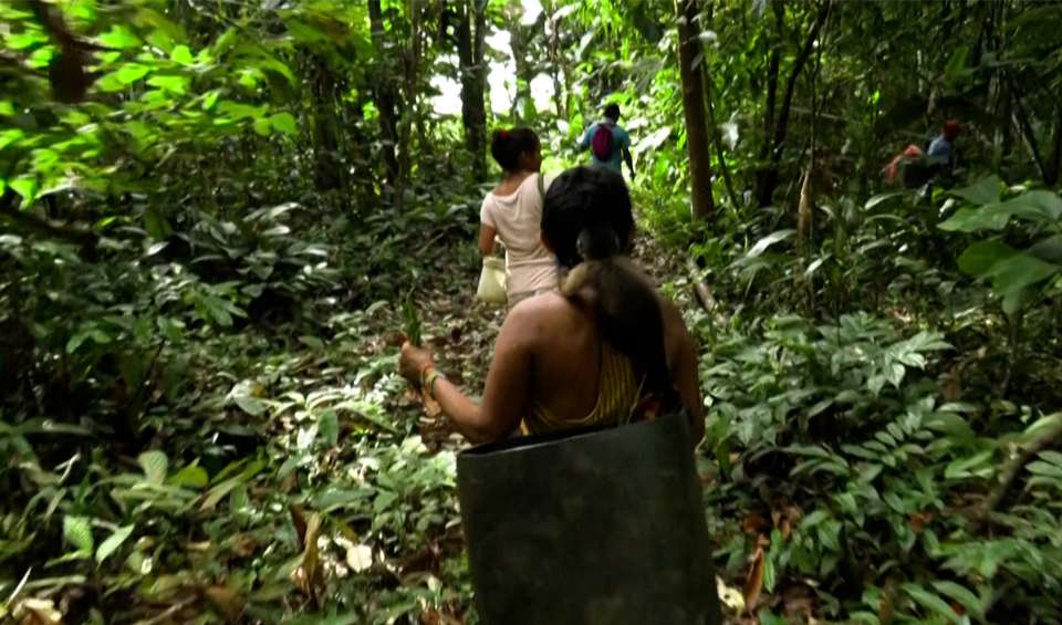 Los Nukak, único pueblo indígena nómada en riesgo de desaparecer