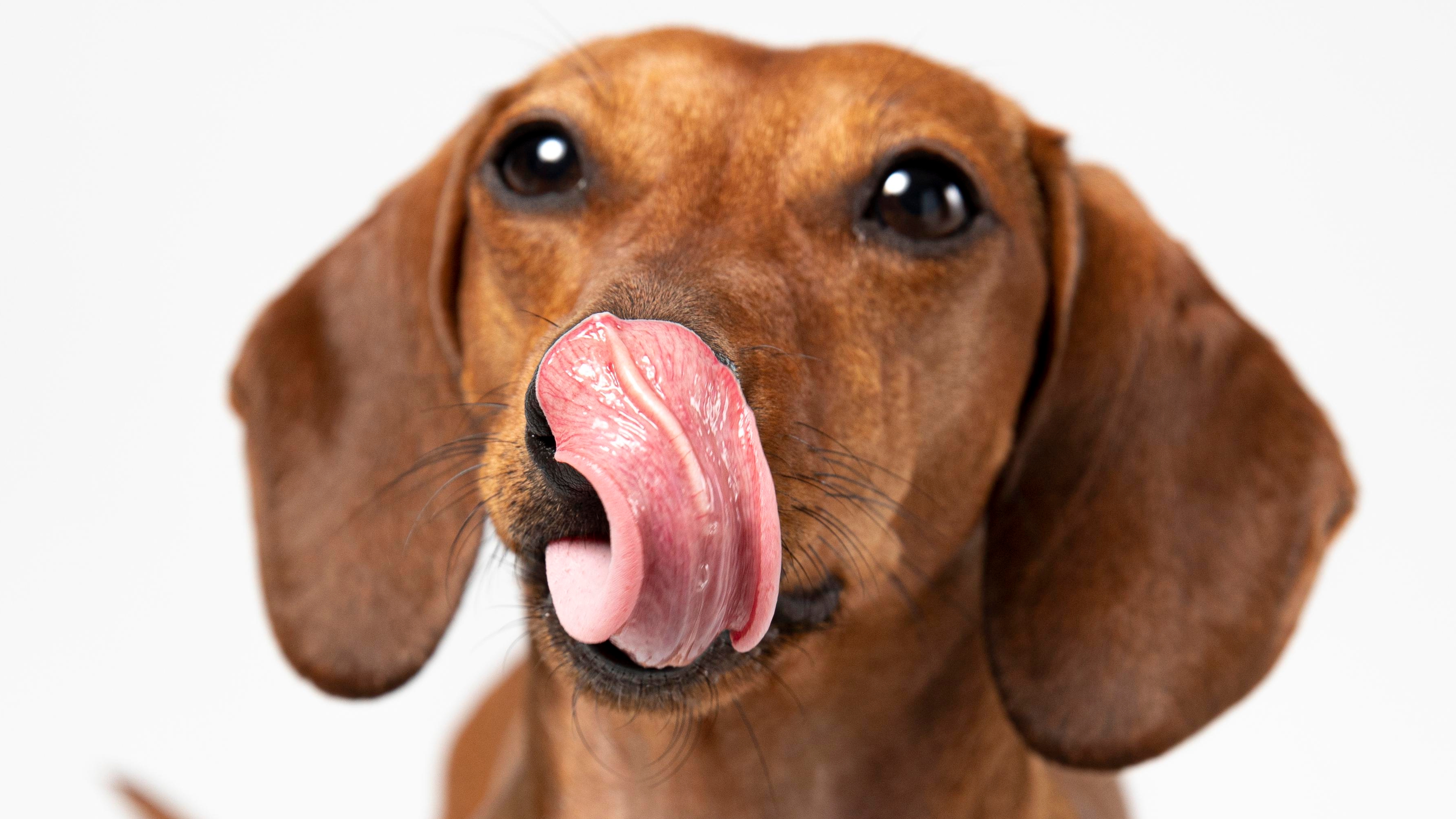 En La Red Zoocial le explicamos cuánto mango puede comer su mascota y qué otras alternativas de comida tiene para añadir en la dieta de su animal.