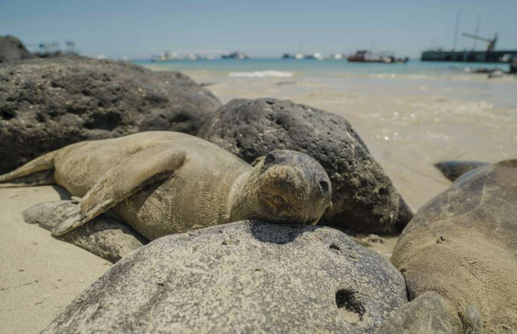 La Reserva Marina de Galápagos tiene más de 3.500 especies, 25% de las cuales son organismos marinos endémicos, y 24 especies de mamíferos