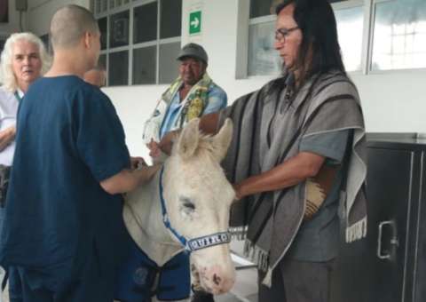 Quirón, el burro terapéutico que brinda consuelo en hospital de Risaralda (video)
