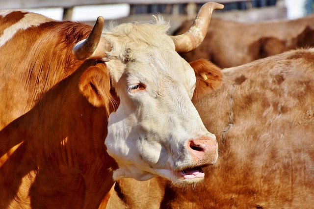 El que es mal polvo aplica una sola pose, incluso en la era del porno digital/Imagen de Pixabay.