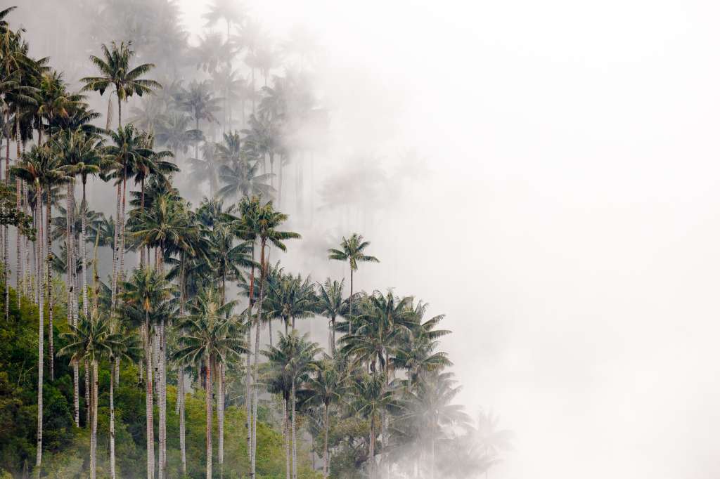 Paisaje de palma de cera (Ceroxylon quindiuense).