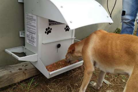 En Floridablanca, Santander, también le apuestan a comedores para perros callejeros