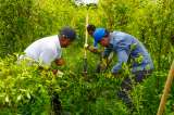 En Tumaco, la paz se siembra en la tierra: comunidades afro apuestan por dejar la coca
