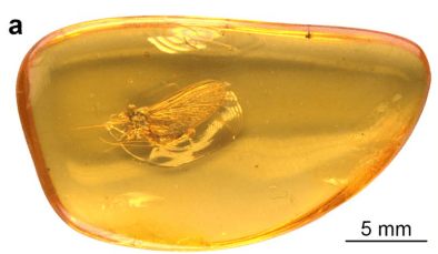En fotos: así luce un insecto de más de 35 millones de años que acaban de descubrir