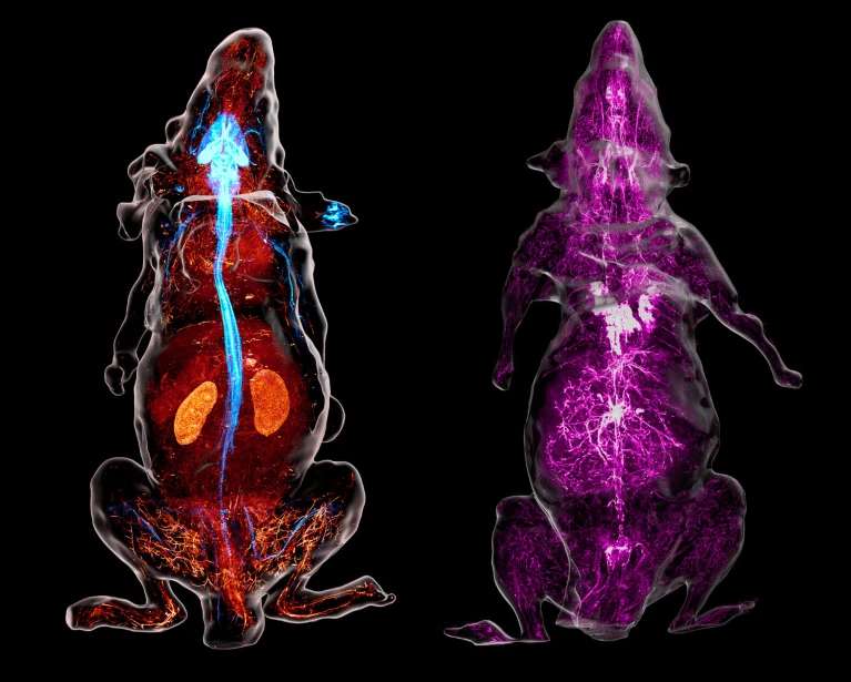Los nervios se ven azules en la reconstrucción de un ratón modificado genéticamente (izquierda), cuyas neuronas producen un marcador fluorescente. En otro animal (derecha), los anticuerpos detallan los nervios simpáticos (morado). Crédito: M.-Y. Shi et al./Cell.