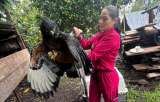 Atacan un águila real de montaña y la dejan en cautiverio sin alimento ni agua