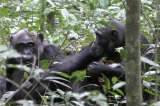Los chimpancés presumen objetos entre ellos solo para llamar la atención