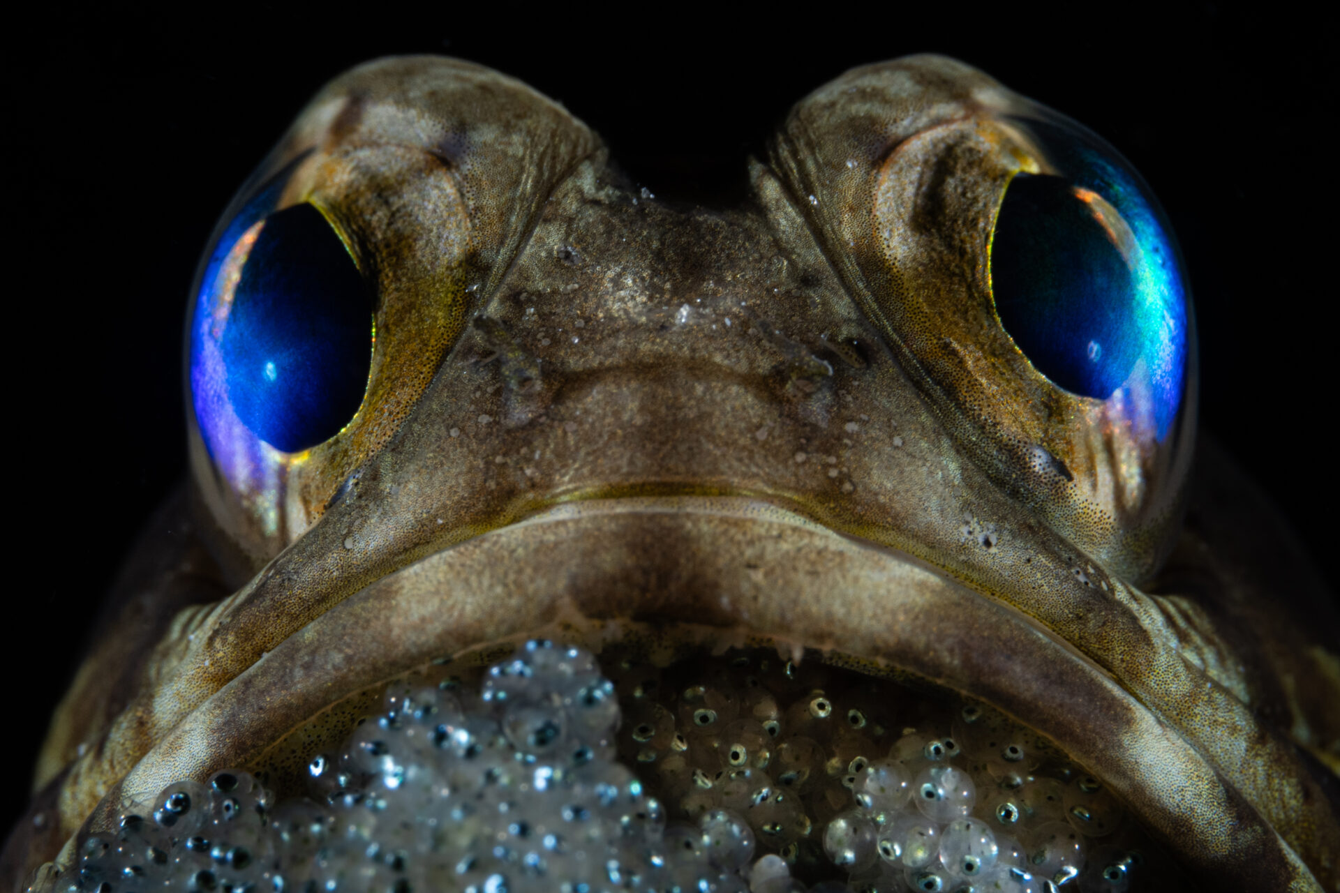 Estas son las fotografías ganadoras del premio Ocean Photographer of the Year.