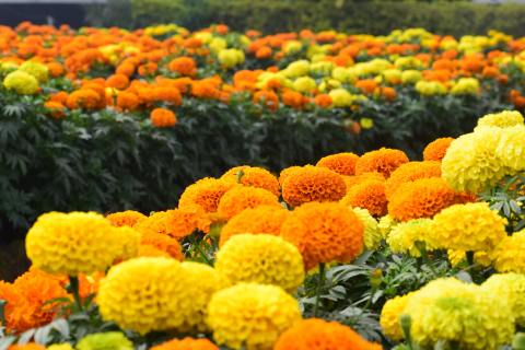 Chipaque se prepara para la exhibición de aromáticas más grande del país