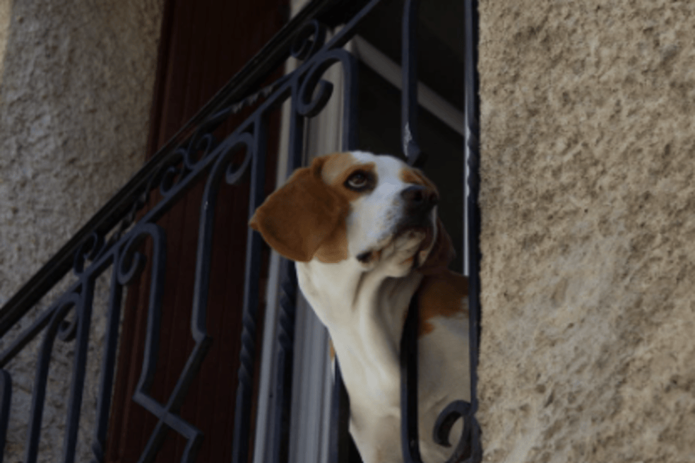 Perros en balcón