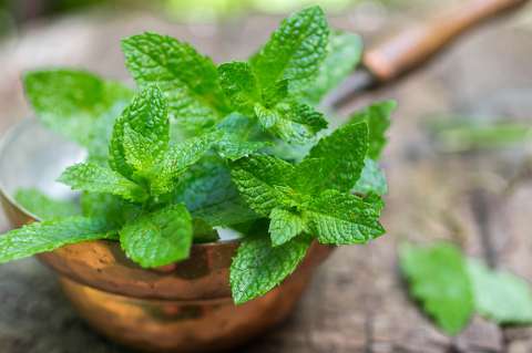 Infusión de hierbabuena: 4 beneficios de tomar esta planta medicinal en la noche