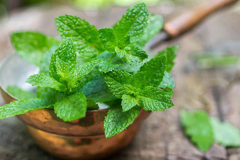 Infusión de hierbabuena