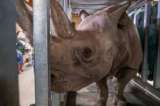 Una rinoceronte queda embarazada y revive las esperanzas para salvar a su especie