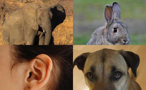 ¿Por qué los mamíferos tienen orejas externas? Científicos ya tienen una respuesta