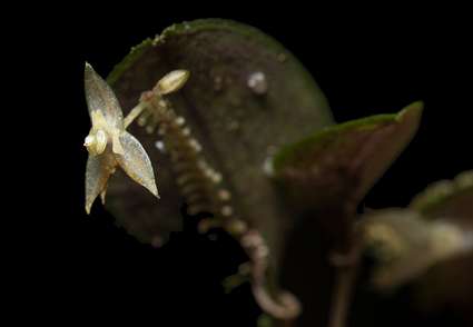 Encontraron la flor en un bosque pre-montano muy húmedo.