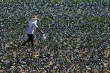 Trabajar al aire libre es cada vez más peligroso y menos productivo, ¿por qué?