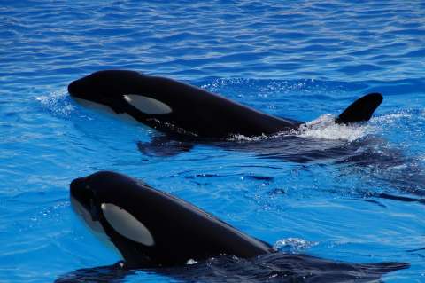 Por primera vez documentan a orcas cazando al animal más grande el planeta