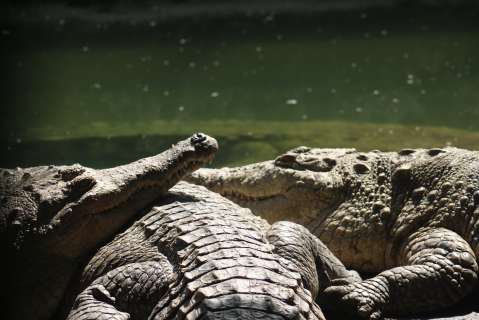 La novela del caimán llanero, parte 1: algo no encaja en esta historia de cocodrilos