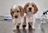 Thor y Odín: cachorritos rescatados en el Huila luchan por sobrevivir en Bogotá