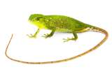Piense en reptiles y anfibios la próxima vez que se tome una taza de café colombiano